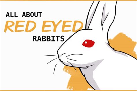 Rabbit Eye: Exploring the Deeper Meaning and Insight of Dreams