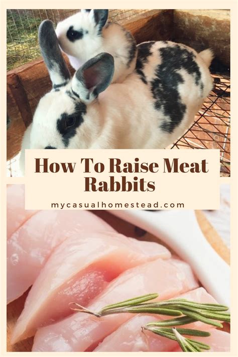 Rabbit Meat Sustainability: A Win-Win Solution for the Environment