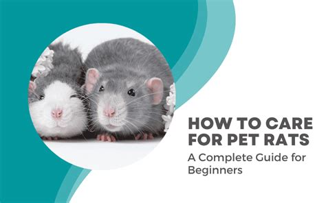 Rat Care 101: Regular Health Check-ups, Grooming, and Preventative Measures