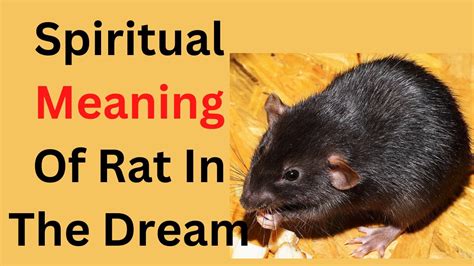 Rats and Mice: The Significance of these Rodents in Dreams