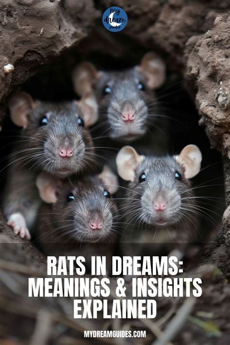 Rats as Messengers: Positive Interpretations and Insights