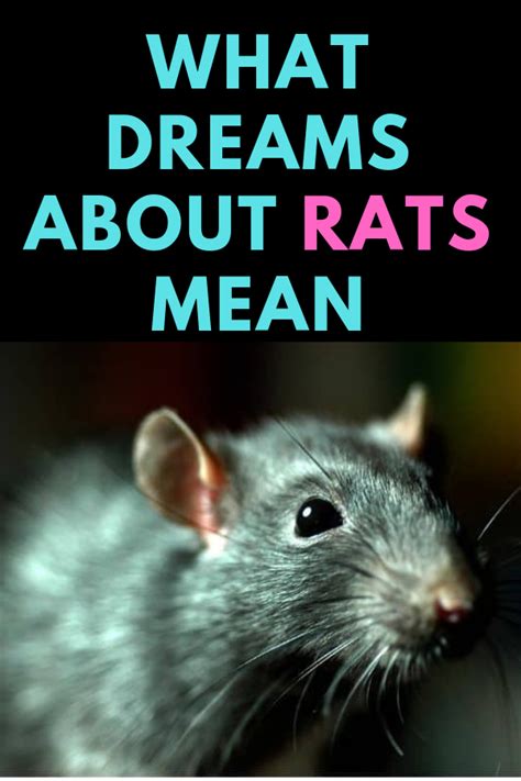 Rats as Symbols in Dream Interpretation