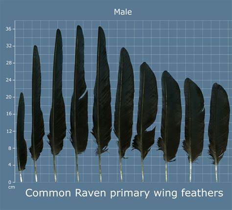 Raven Feathers in Modern Society: References and Significance in Pop Culture