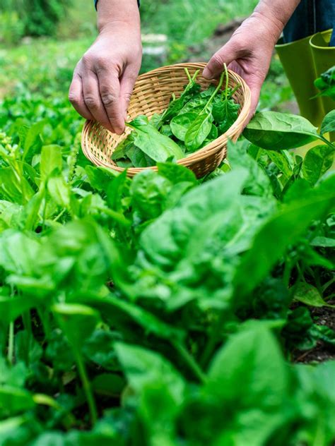 Reaping the Fruits (or Leaves) of Your Labor: Harvesting and Enjoying Fresh Spinach