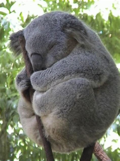 Reasons Why Koalas are Incredibly Charming