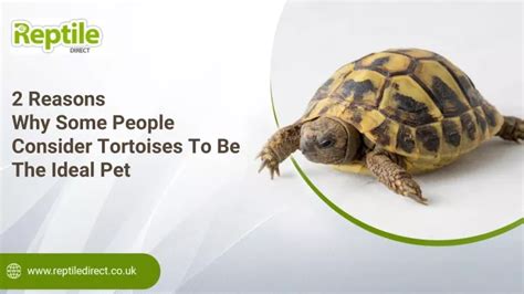 Reasons to Consider Having a Tortoise as Your Ideal Companion