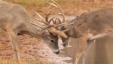 Recognizing Personal Associations with the Behavior of Deer and Aggression