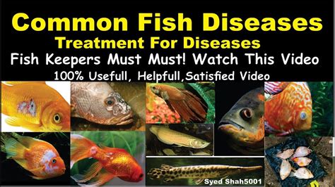 Recognizing and Treating Common Fish Diseases