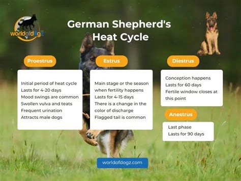 Recognizing the Onset of Heat Cycle