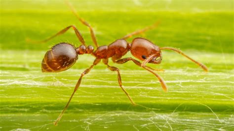 Red Fire Ants: Resilience and Determination Reflected in Dreams