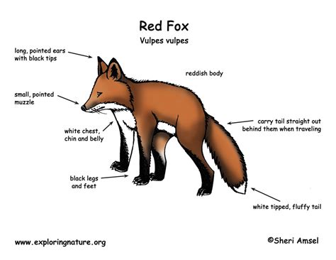 Red Fox's Physical Appearance and Characteristics