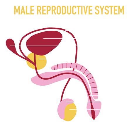 Representation of Masculinity and Assertiveness in Dreams Regarding the Male Reproductive Organ