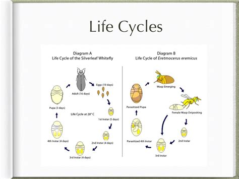 Reproduction and Life Cycle