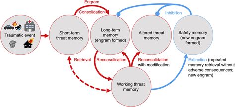 Research and Findings: Psychological Studies on the Fear of Memory Loss