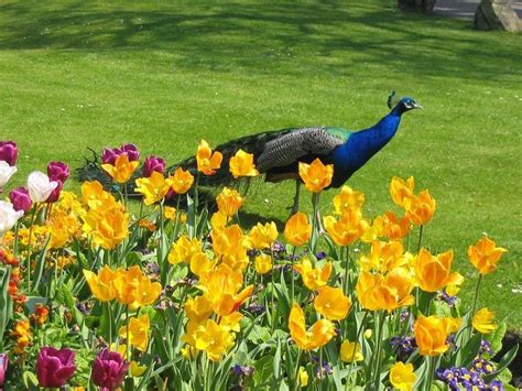 Researching the Natural Habitat and Behavior of Peacocks