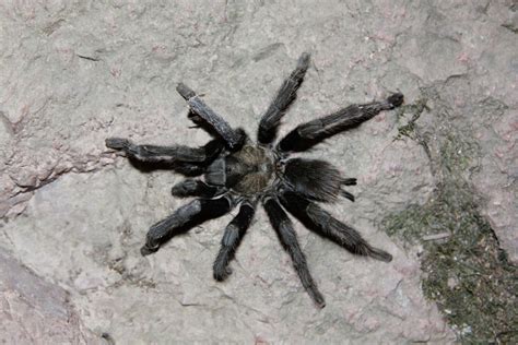 Resilience and Resourcefulness of Ebony Arachnids