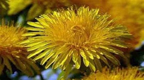 Revealing Dandelion's Age and Birthdate