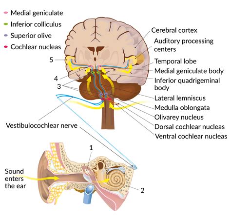 Revealing the Brain's Role in Auditory Delusions