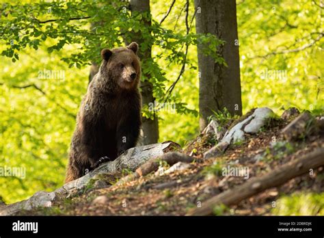 Revealing the Cryptic Messages of Majestic Brown ursus Dreams