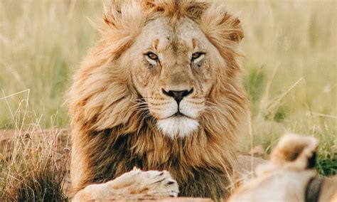 Revealing the Cryptic Significance of Lion Symbolism