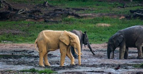 Revealing the Enigmas of Wildlife in the Untamed Wilderness