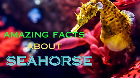 Revealing the Enigmatic Mysteries of the Fabled Oceanic Seahorse