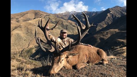 Revealing the Evolutionary Secrets Behind the Impressive Size of Giant Stags