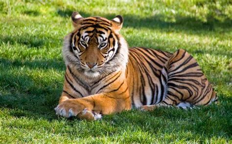 Revealing the Hidden Expenses of Tiger Ownership