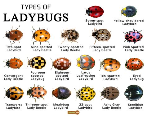 Revealing the Hidden Significance: Unraveling the Veiled Implications of the Ladybird