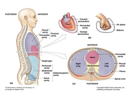 Revealing the Hidden Significances of Cavities in Human Anatomy