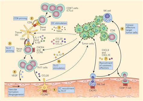 Revealing the Mysteries of Immunity and Growth