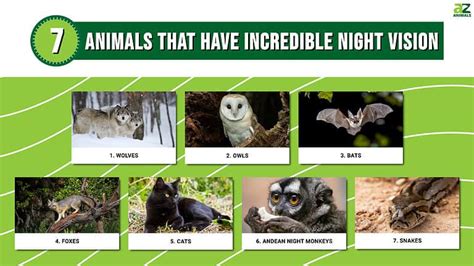 Revealing the Mysteries of Nocturnal Creatures' Nocturnal Eyesight