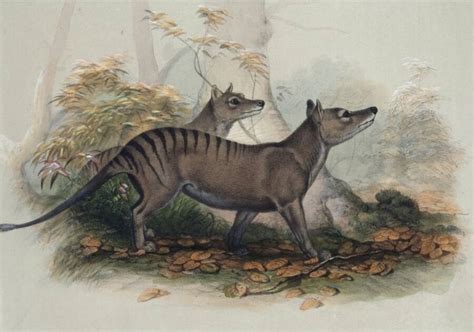 Revealing the Mysterious History of the Enigmatic Thylacine