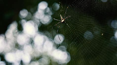 Revealing the Personal Significance of Spider Dreams