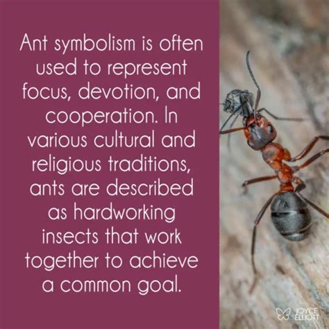 Revealing the Significance behind Soaring Ants in Cultural Beliefs and Mythology