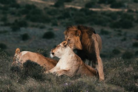 Revealing the Underlying Dread of Lion Caressing Dreams