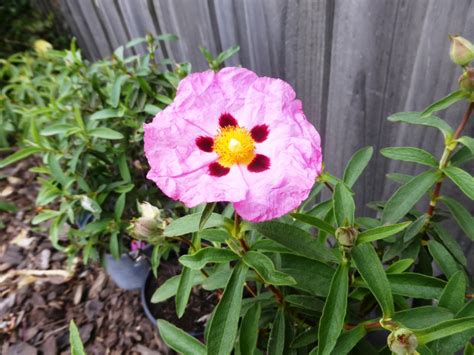 Revealing the Wealth of Poppy Rockrose