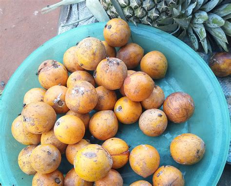 Revitalize Your Well-being with the Exquisite Essence of African Star Fruit