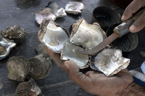 Reviving Ancient Traditions: The Art of Pearl Diving