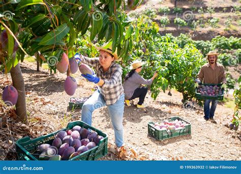 Reviving Childhood Memories: the Joy of Mango Harvesting