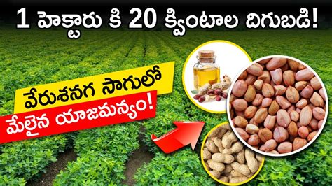 Revolutionary Techniques to Increase Groundnut Yield