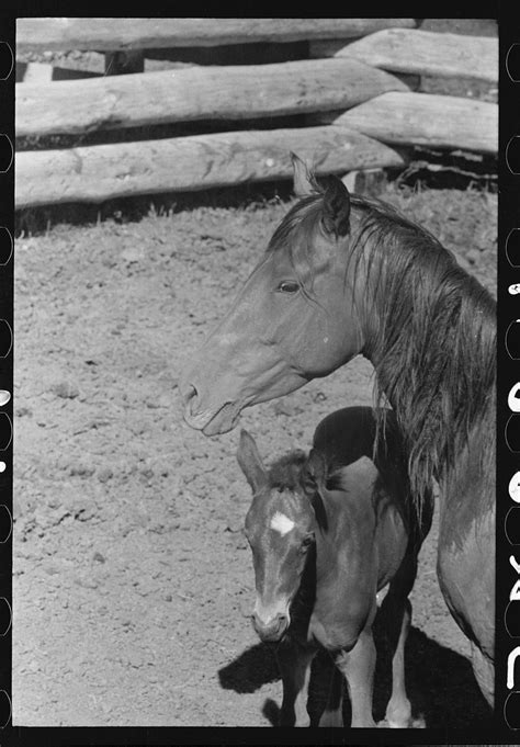 Riding Techniques: Mastering the Craft of Staying on a Bucking Beast