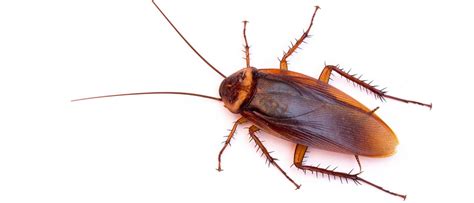 Roaches as a Reflection of Personal and Social Transformation