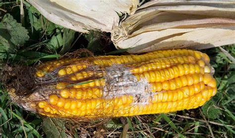 Rotten Corn as a Metaphor: Understanding the Fragility of Aspirations