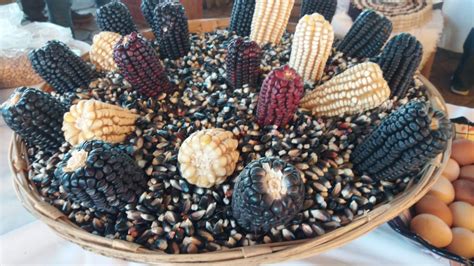 Rotten Corn in Cultural Beliefs and Superstitions: Insights from Different Traditions