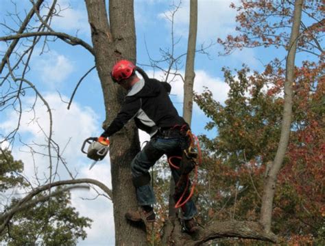 Safety First: Addressing the Risks of Removing Dangerous Trees