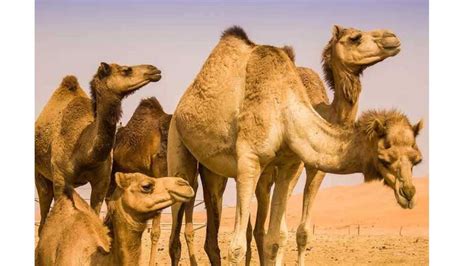 Scientific Explanations: Understanding the True Cause behind Camel Decapitation