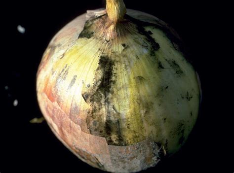 Securing Your Onion Harvest from Pests and Diseases