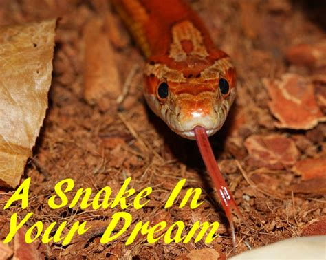 Seeking Professional Assistance to Comprehend and Resolve Snake Dream Interpretations