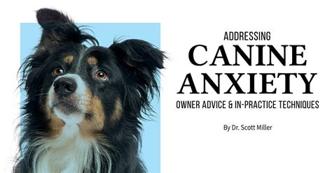 Seeking Professional Guidance for Addressing Canine Anxiety Concerns